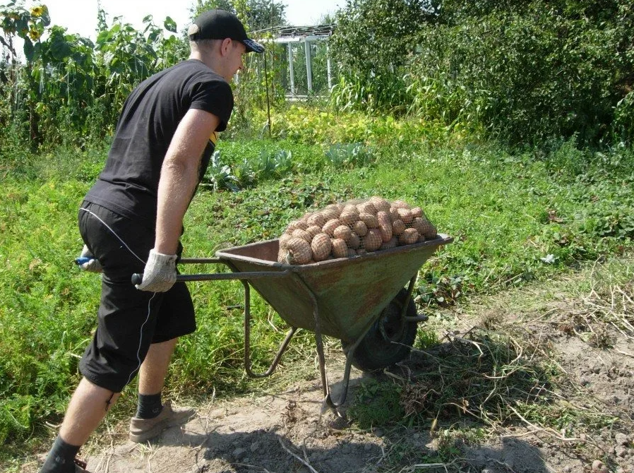 Картошка в огороде. Копка картофеля. Копать картошку. Копают картошку на даче.