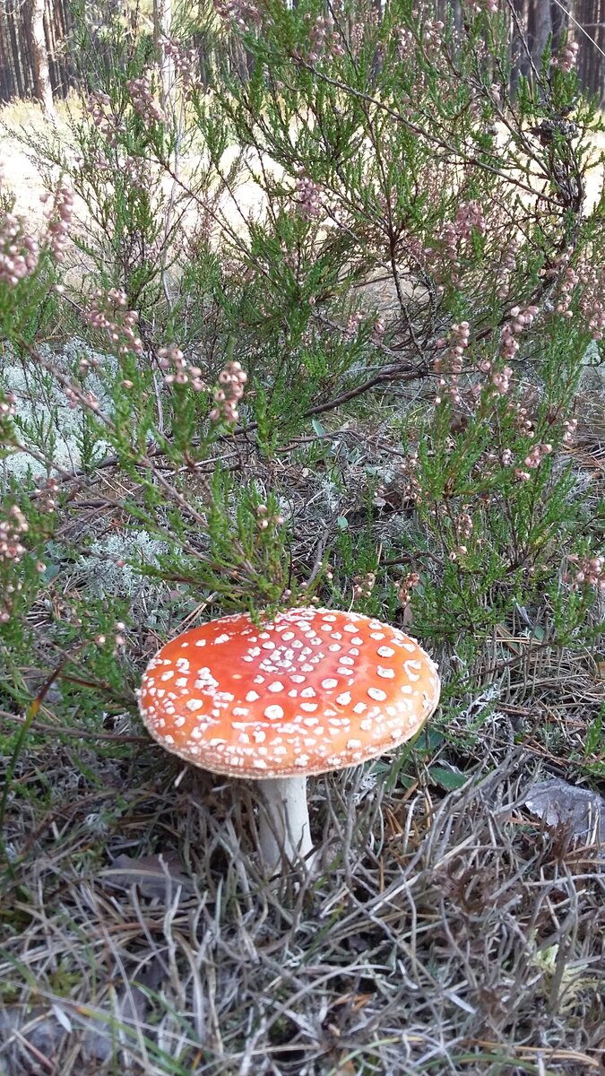 личное фото из Псковских лесов
Листайте галерею