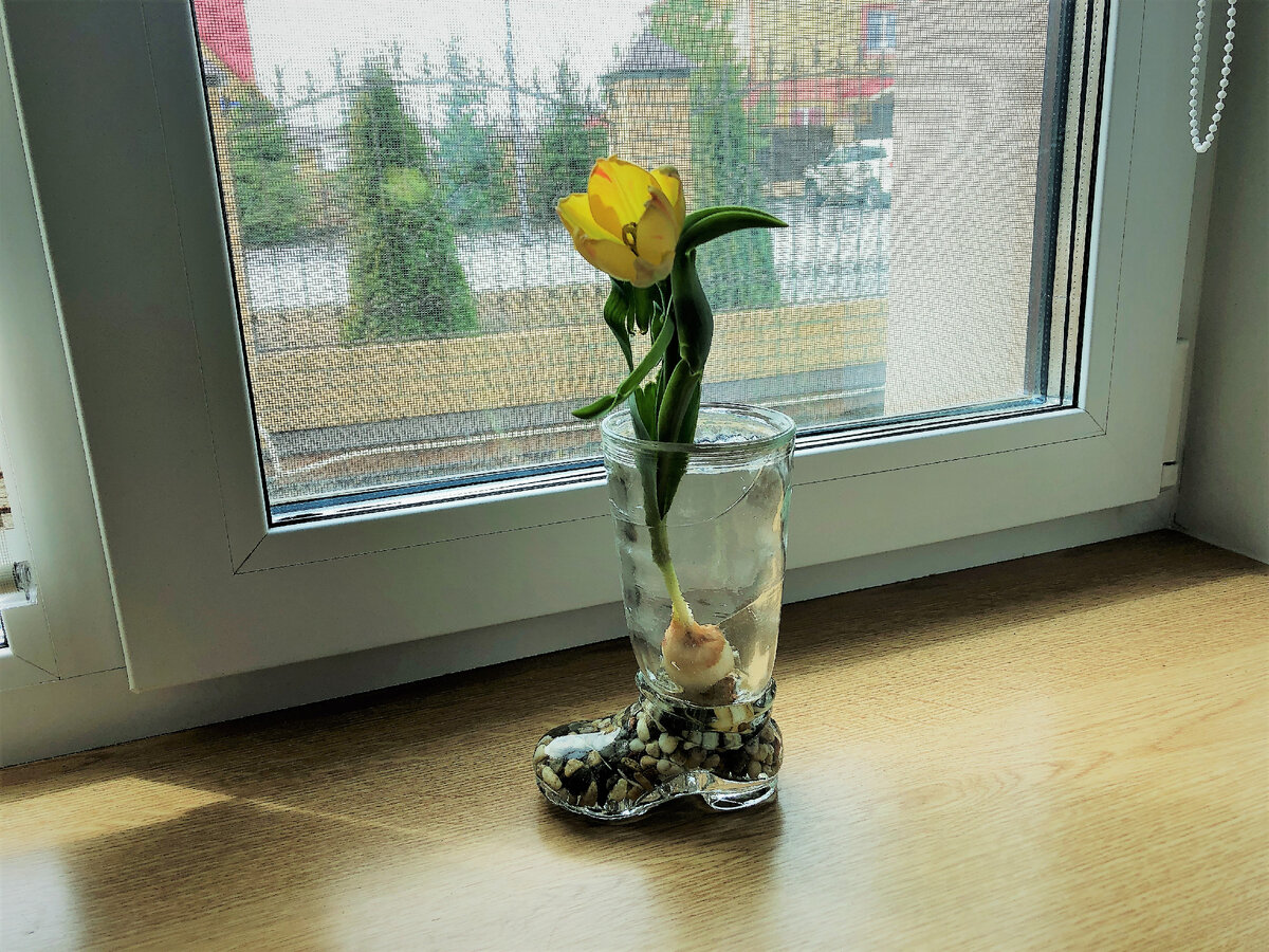 Мой эксперимент выгонки тюльпанов в питательном растворе.