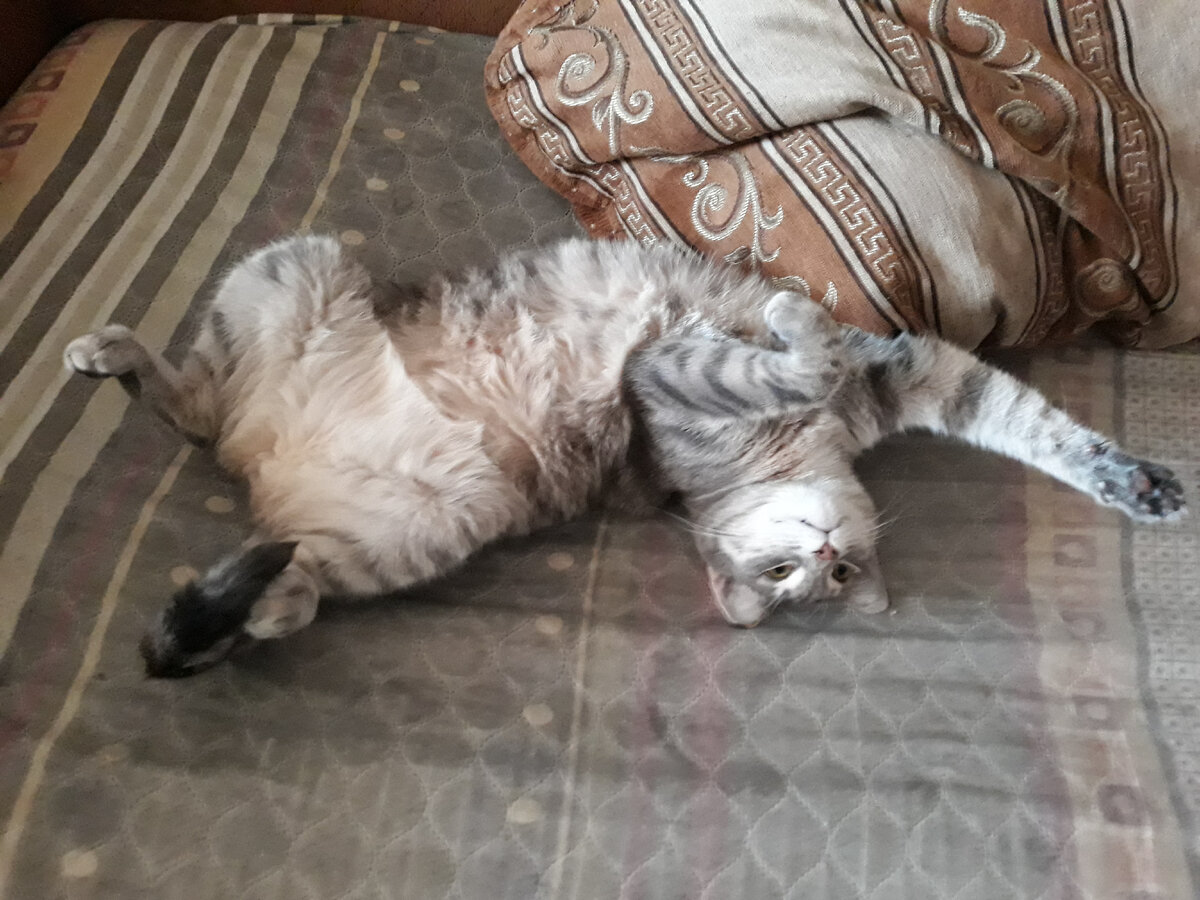 Хорошо быть кошкой ;) Домашней, конечно