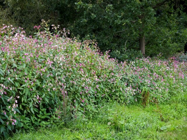 Недотрога железконосная (Impatiens glandulifera). © Maja Dumat