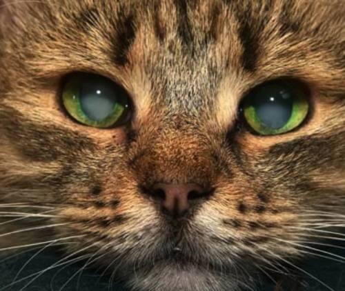 6 причин развития катаракты у кошек: разбираемся в проблеме