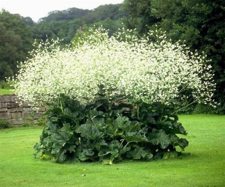 Катран Серцелистный (Crambe cordifolia).  Фото из открытых источников.