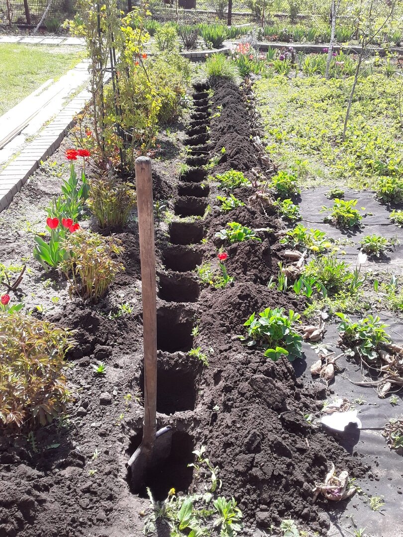 На фото пока 19 ям, но работа еще в процессе