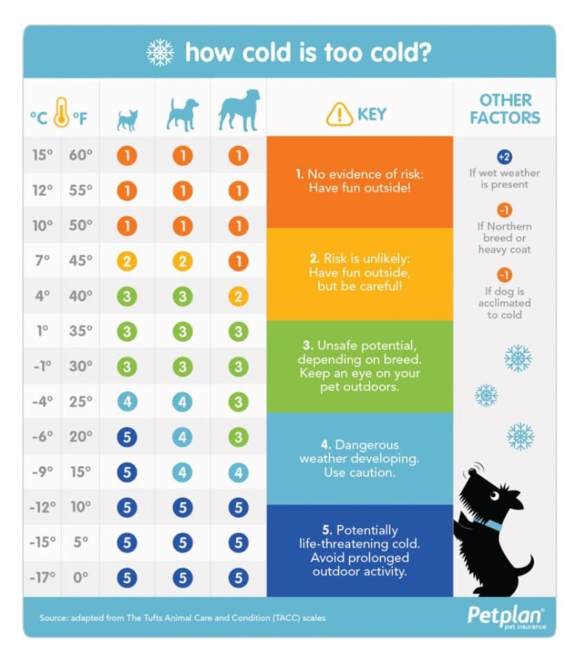 Источник: https://ontariospca.ca/blog/tips-to-keep-your-dog-warm-on-winter-walks/