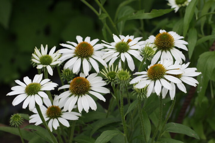 Цветет с июля по сентбярь