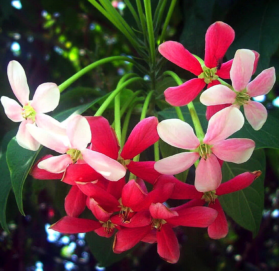Цветы на индийском языке. Квисквалис индийский цветок. Квисквалис махровый. Квисквалис желтолистный.