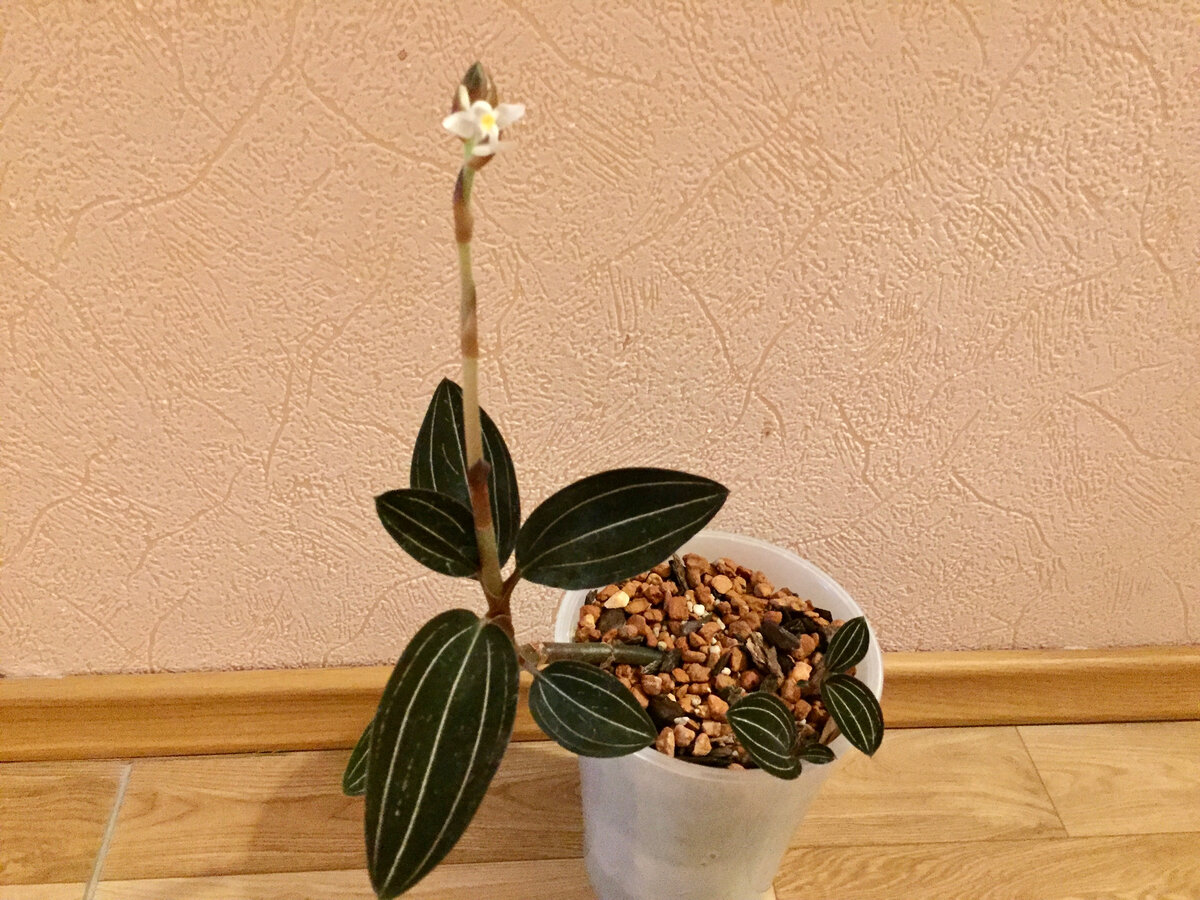 Моя лудизия сейчас