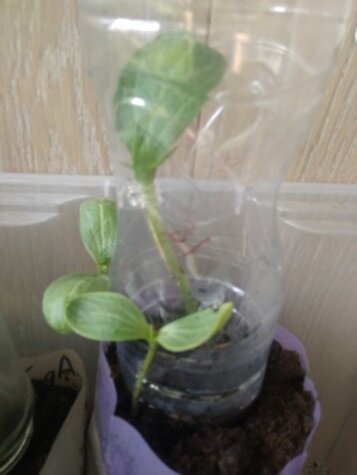 Прививка на лагенарию