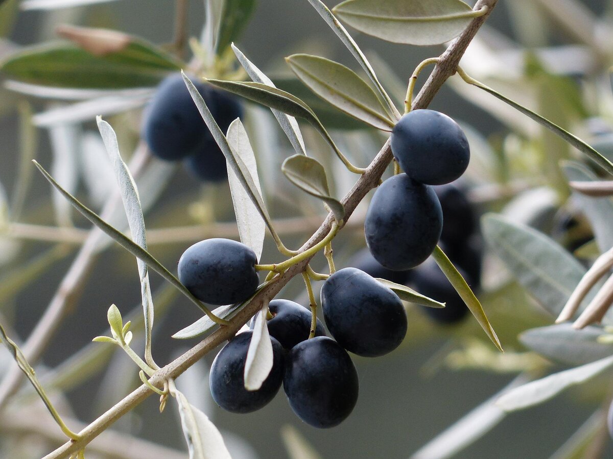 Оливки где. Маслина европейская (Olea europaea). Оливковое дерево (олива европейская). Олива европейская (Olea Europea). Дерево оливы и маслины.