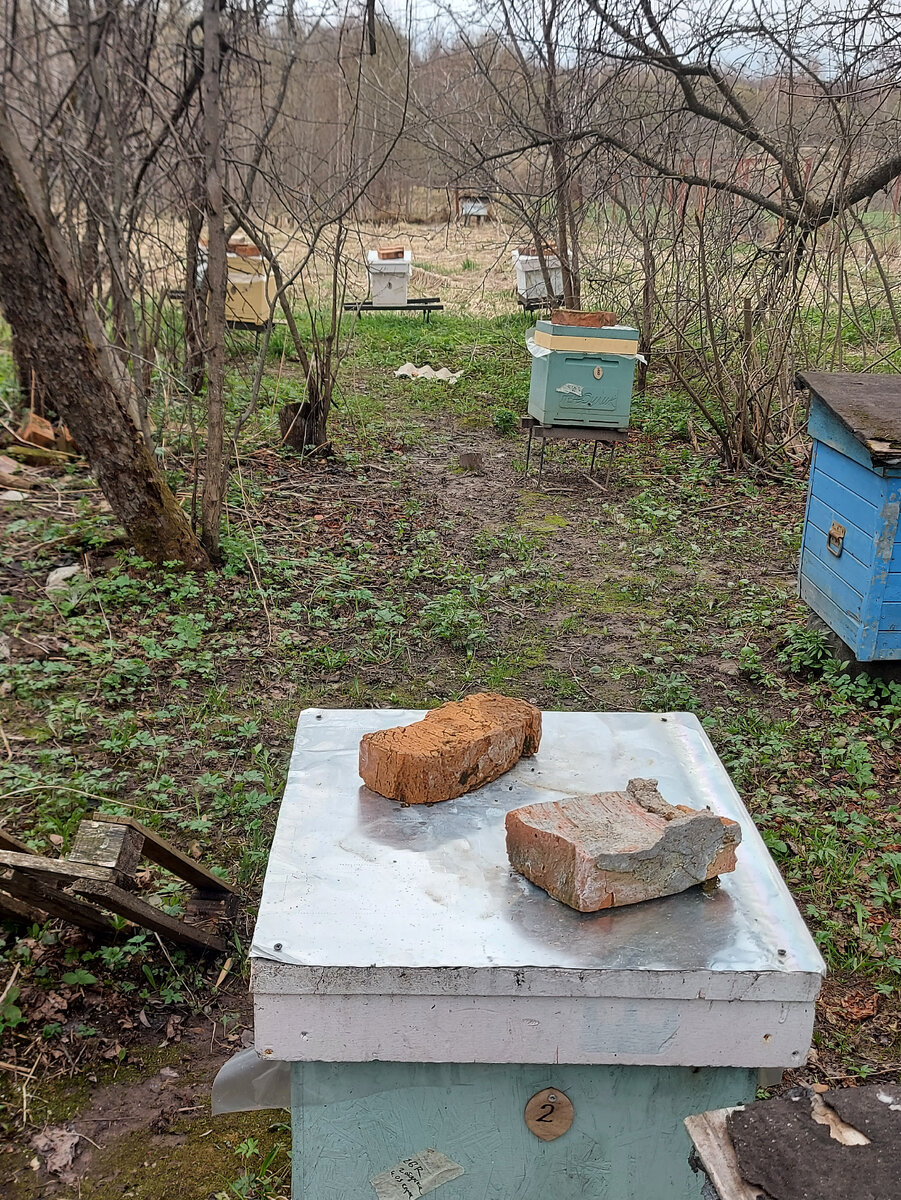 Пасека. Деревья пока без листьев, но пчёлы уже облетались.