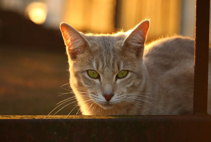 Добавьте описание