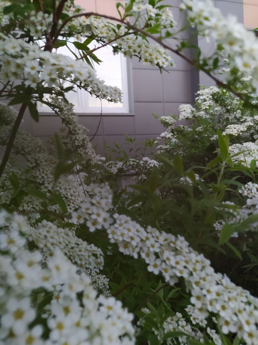 Наш район, но не наш дом, нам о таких кустах только мечтать