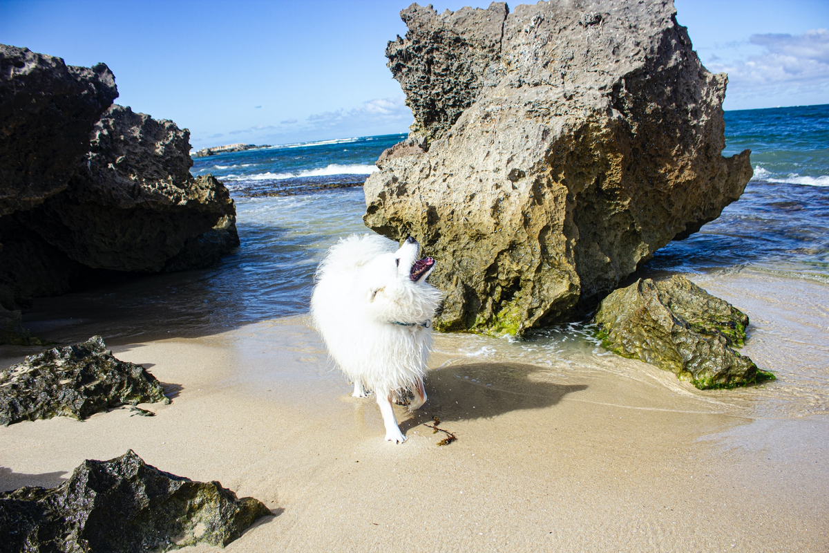 Фото: Pawtography Perth / Unsplash