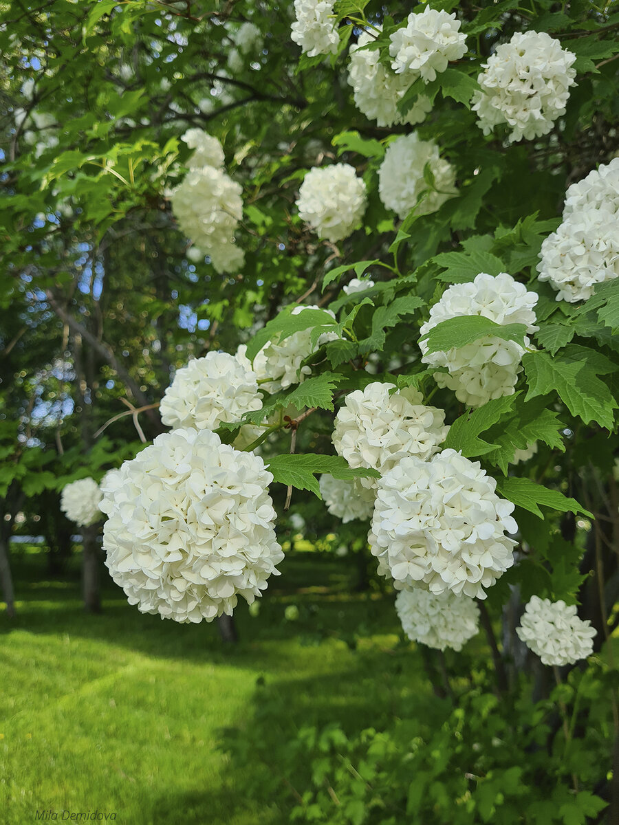 Калина бульденеж