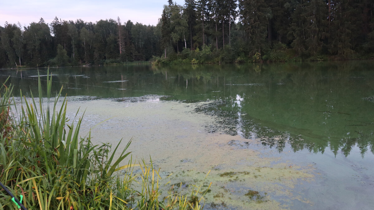 Вода уже зацвела, но как правило это не мешает карасю клевать...