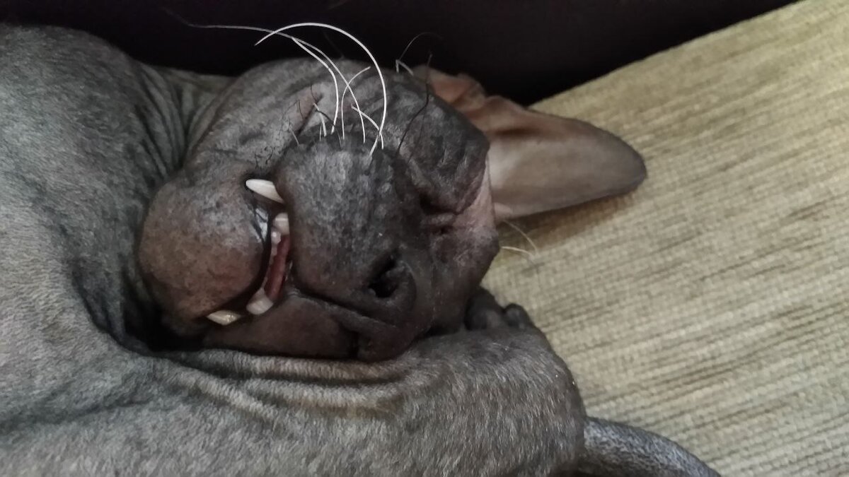 Наутро после полнолуния. Наш красотуля ))