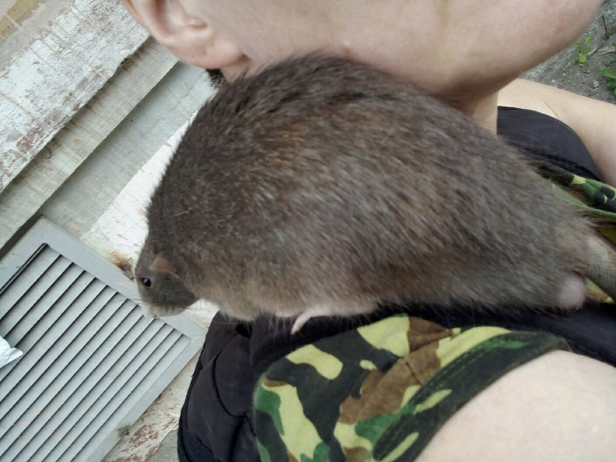 Сняла с куста, идём в зоомагазин. Фото автора. 