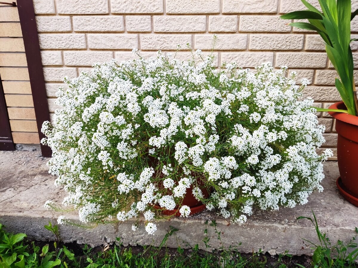 вербена и алиссум. алиссум вегетативный сноу. лобулярия lobularia snow princess. алиссум сноу фото. алиссум snow princess.