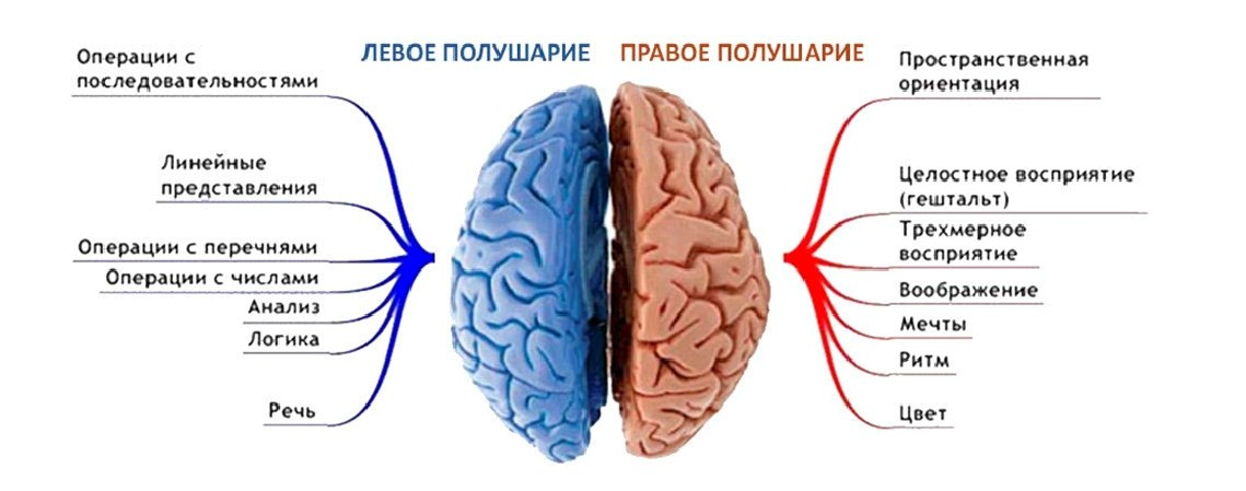 Левое и правое полушарие мозга функции. За что отвечают полушария головного мозга человека левое и правое. За что отвечает левое полушарие головного мозга. Право ЕИ левое полушаерие.