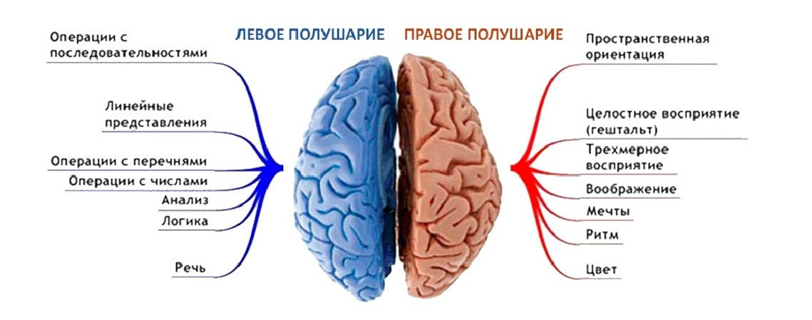 Какое полушарие важнее