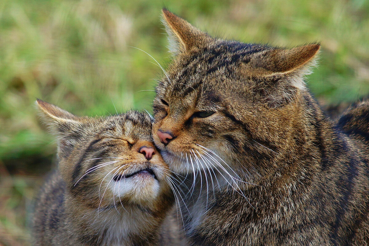Лесной кот — не домашний питомец. Это сильный и хитрый хищник.