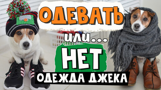 Одежда для собаки своими руками: выкройки подробно, из чего сшить, инструкция