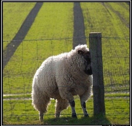 Хочу ли я...могу ли я....говно ли я?