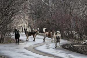    Фото: dela.ru Святослав Лавренко