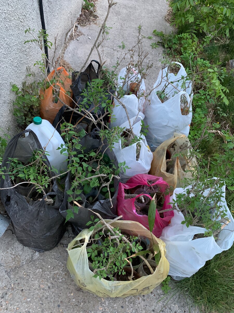 Это саженцы кампсиса