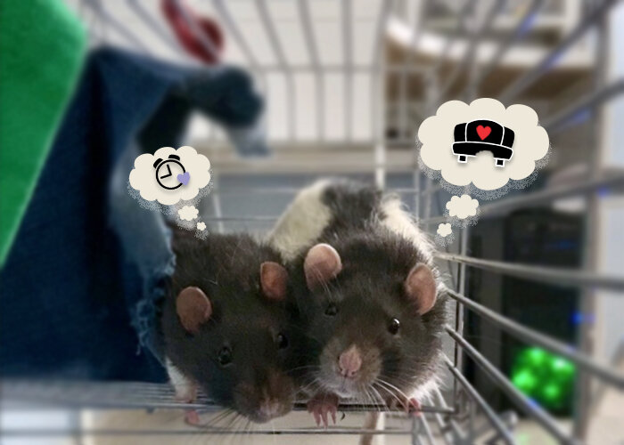 на фото: две милые мордашки - Кракен и Коржик