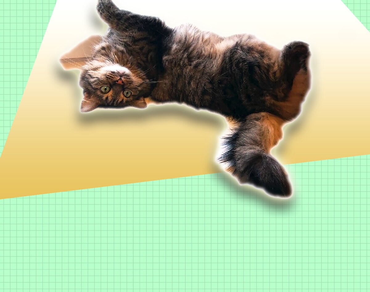 Муза и соавтор этого канала