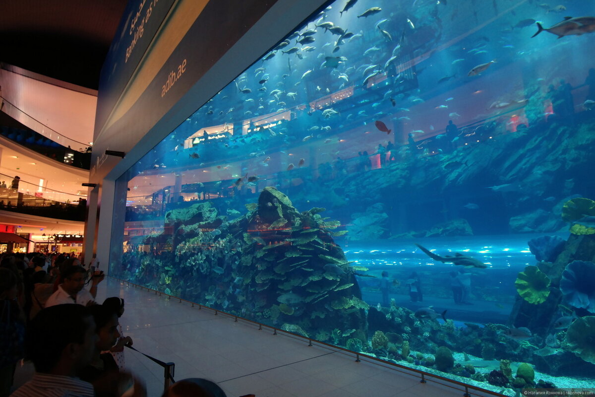самый большой аквариум в дубае