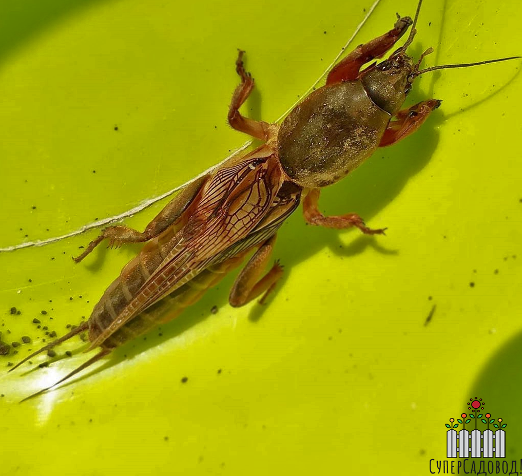 Вот она, вредительница