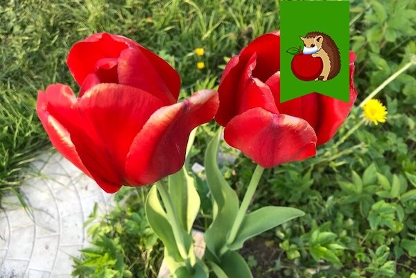 5 простых шагов, как продлить цветение тюльпанов в саду на несколько недель