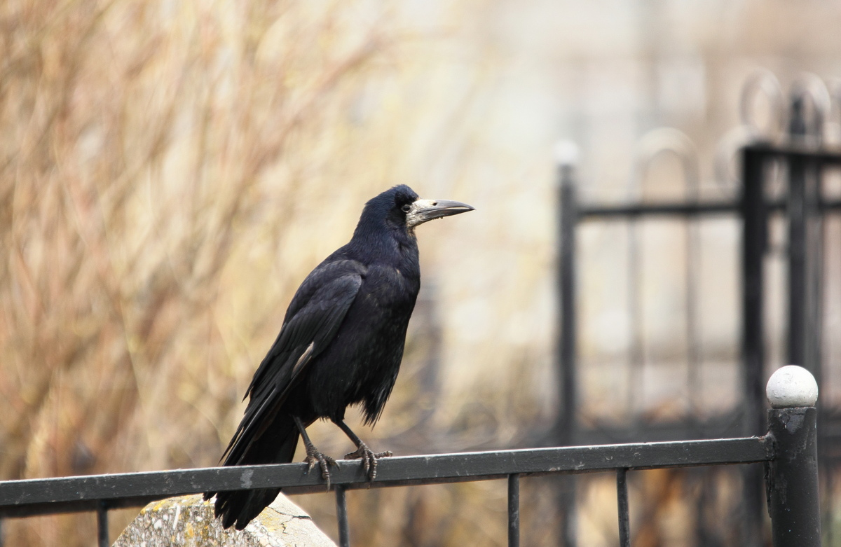 ошейниковый ворон. ворона фото. ворон. ворон мейстер. корвус коракс птица.