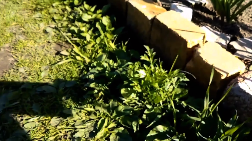 на дорожке в саду также обрабатываю всю траву