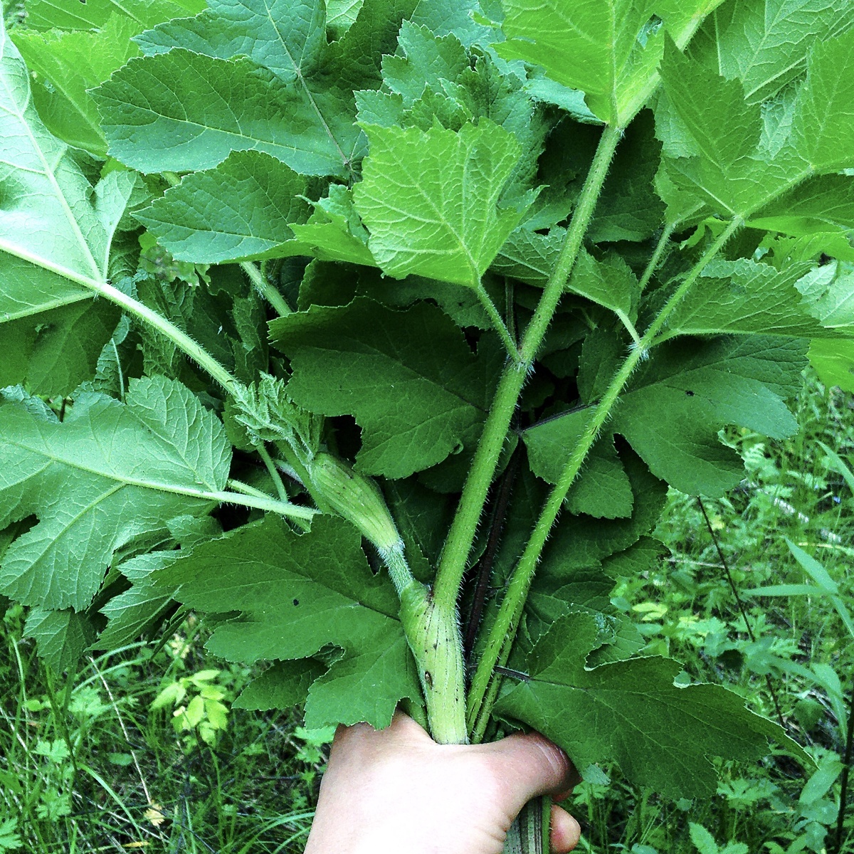 Борщевик сибирский 