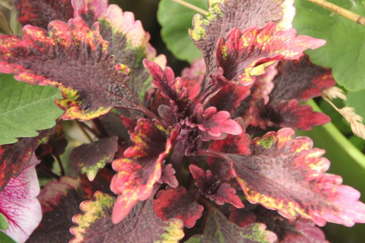 Coleus Ruby Slipper