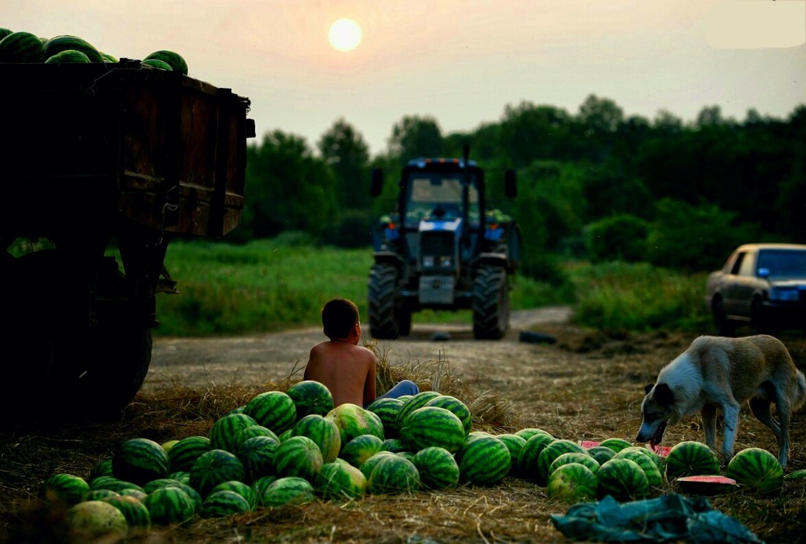 Фото бахчи с арбузами