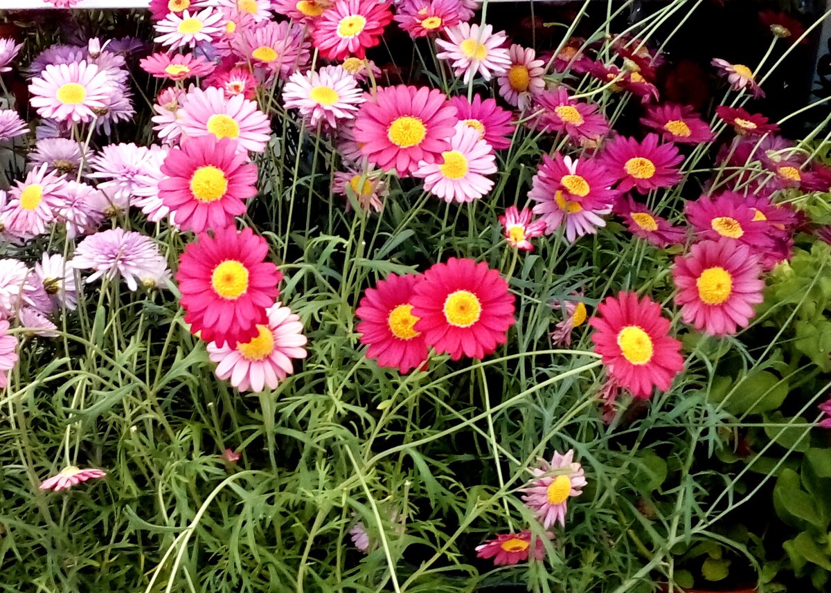 Садовый цветок похожий на ромашку разноцветные с фото