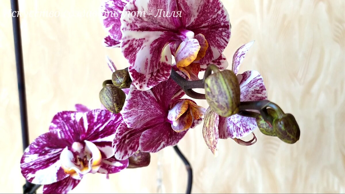 Наши орхидей