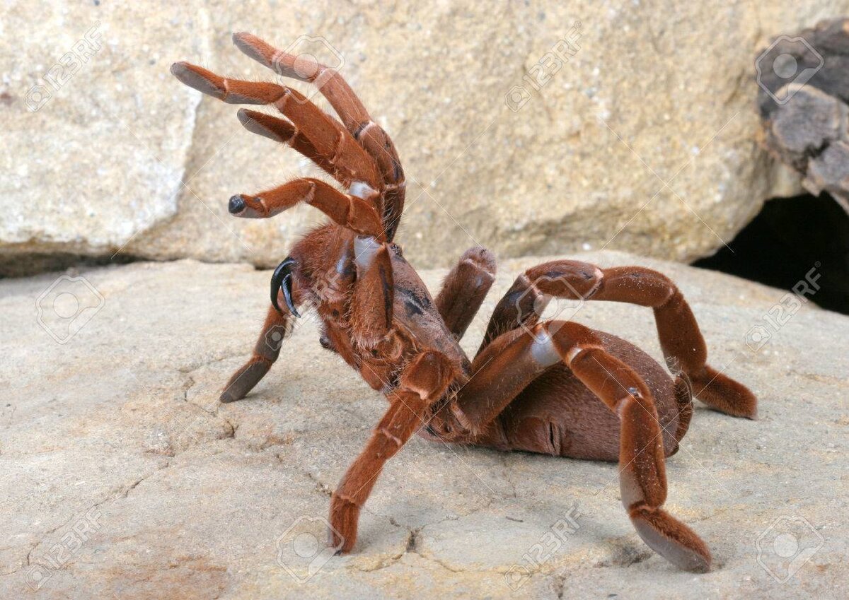 "Король-бабуин" изображение взято https://ru.123rf.com/