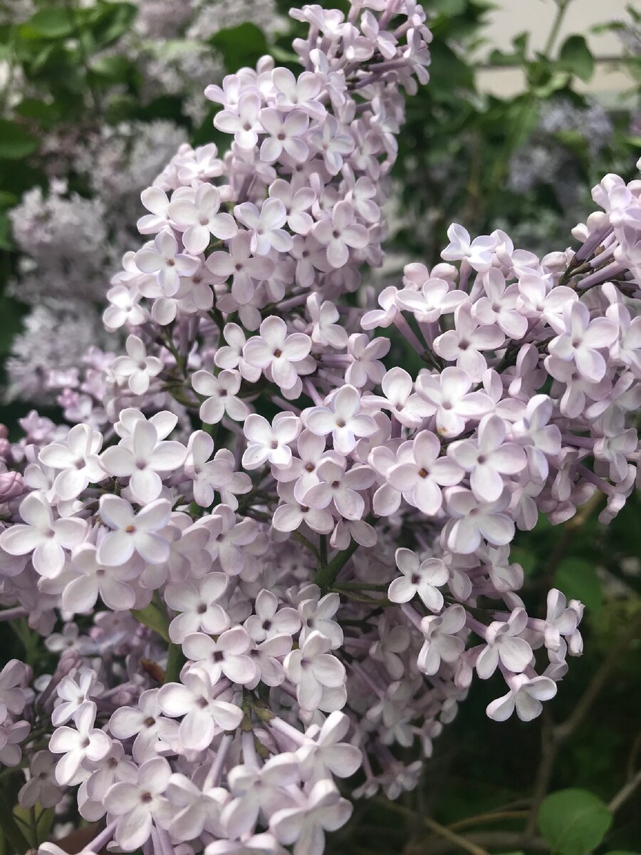 Сиреневый район