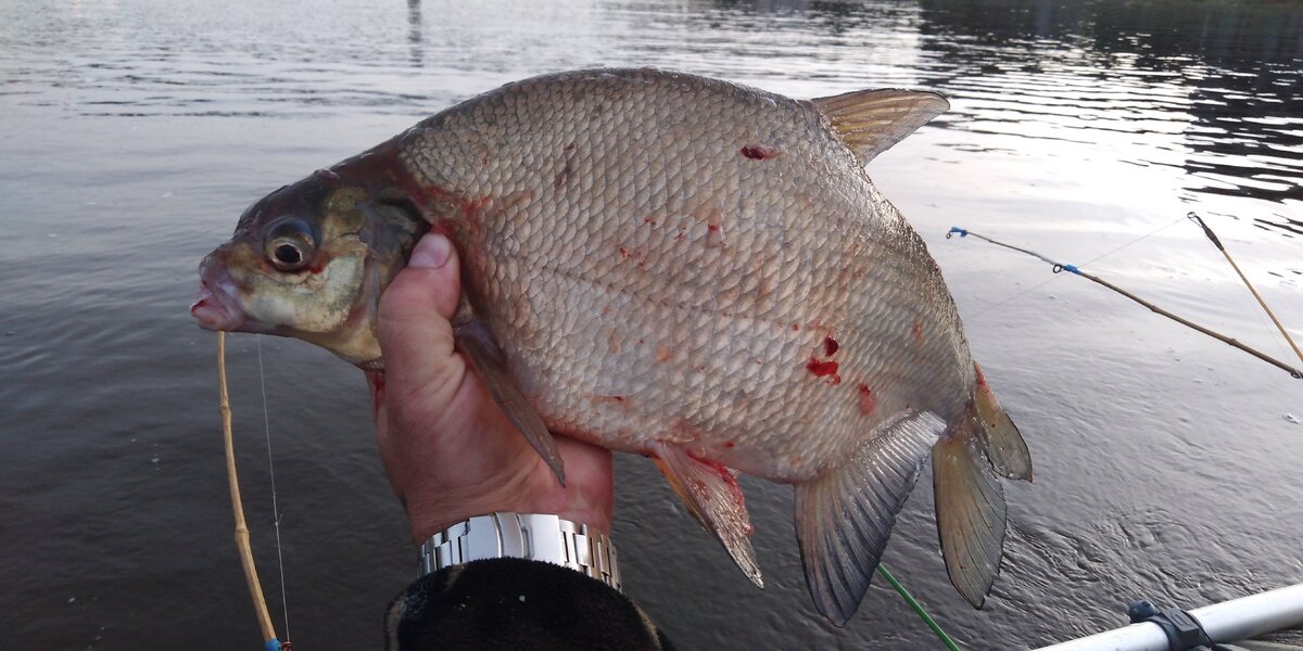 Фото: Яндекс.Картинки 