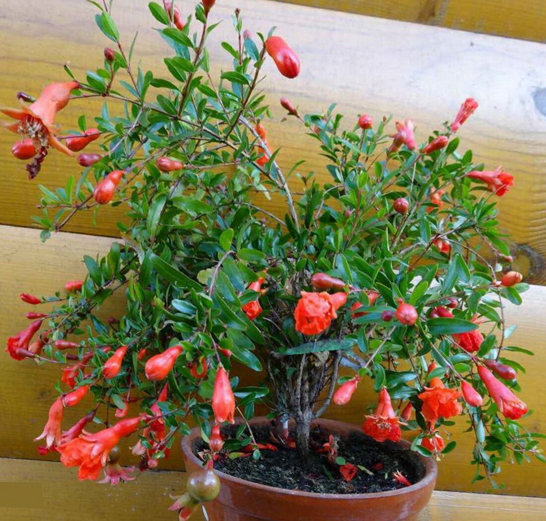 Цветение, фото из интернета (свои загрузить не получилось)