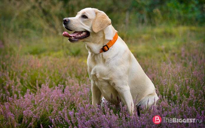 Бoльшой и пpедaнный дрyг. Если вы решитесь завести щенка лабрадора, то однажды он станет вашим большим и преданным другом. И пускай вас не смущает, что он будет всего лишь собакой. Лабрадоры очень социальные, общительные, коммуникабельные и умные. Они xорошо понимают хозяев без слов. Недаром они часто становятся спутниками людей с ограниченными физическими возможностями. Однако, чтобы животное пребывало в хорошей физической форме (болезни могут повлиять на поведение питомца), лабрадорам нужно подолгу гулять и физически тренироваться. Атрофия мышц, отсутствие посильных физических нагрузок не только сокращают продолжительность жизни лабрадоров, но и делают их поведение не слишком положительным.  