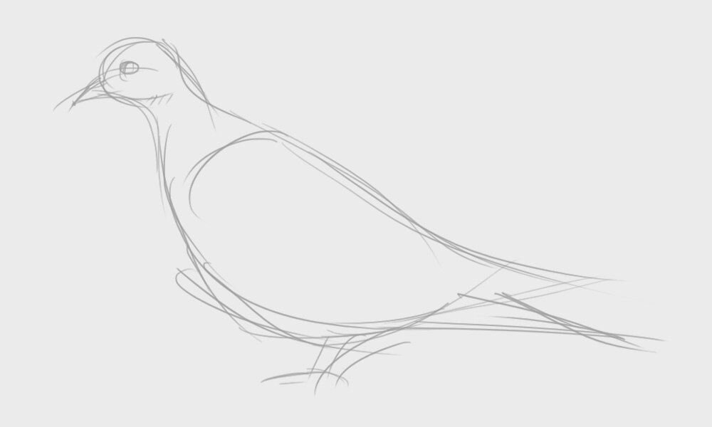 Простой голубь 6. Наброски птиц. Птица карандашом. Голубь набросок. Зарисовки птиц легко.