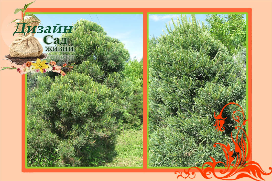 Формирование сосны обыкновенной