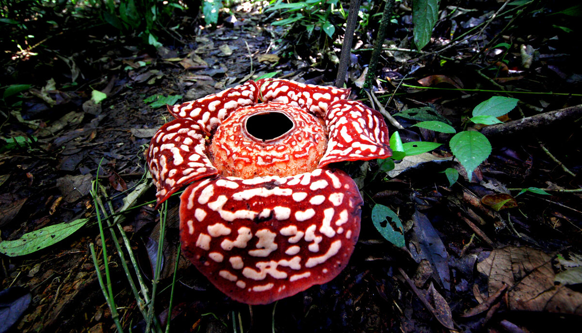 Красивый паразит